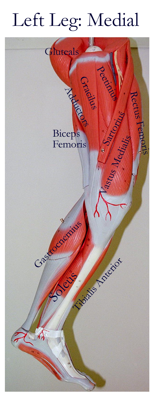 Biology 2404 Aandp Basics